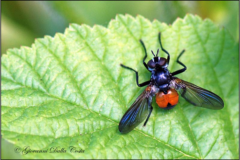 Hemyda obscuripennis (Tachinidae)